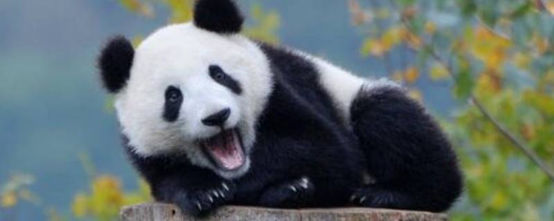 大熊猫多重 一个月的大熊猫多重