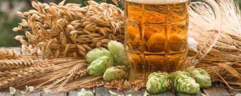 啤酒花在啤酒中的作用 啤酒花在啤酒酿造中的作用