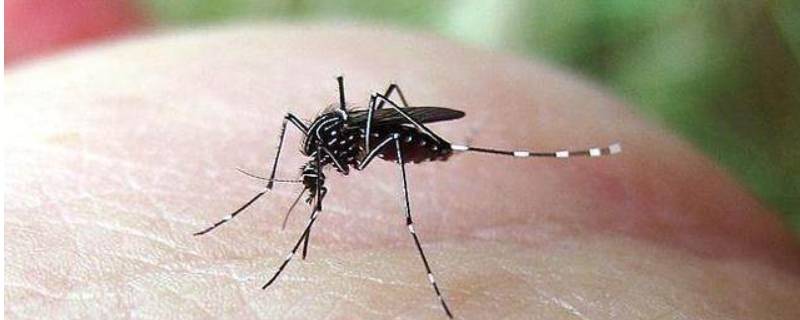 蚊子滋生的五种环境 蚊虫滋生的环境