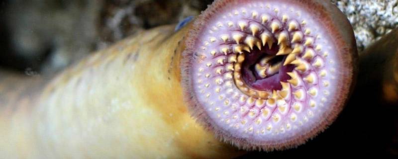 七鳃鳗的特点 七鳃鳗是什么的一种