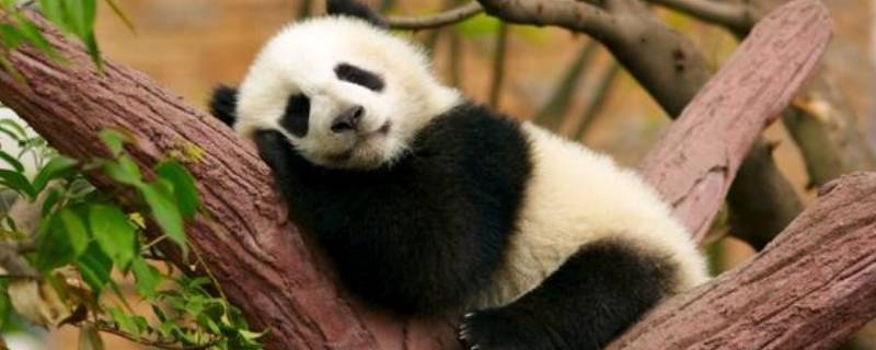 大熊猫如何睡觉 大熊猫怎样睡觉的