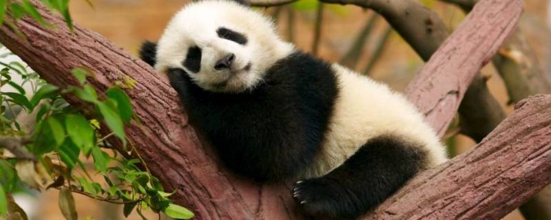 大熊猫睡觉的姿势 大熊猫睡觉的姿势有哪些