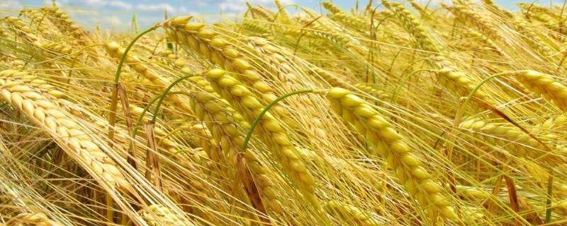 小麦习性（小麦的基本特征）