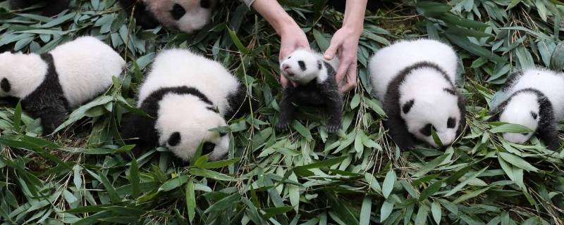 小熊猫吃什么食物 小熊猫的食物有哪些