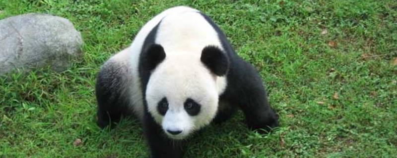 大熊猫有哪些种类（大熊猫有哪些种类大熊猫有哪些外形特征）