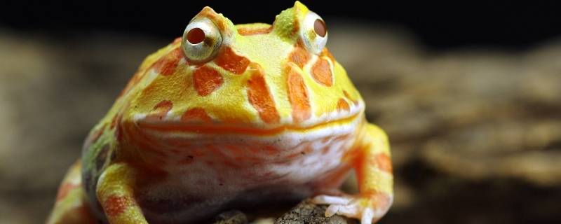 角蛙的特点 角蛙的特点是什么