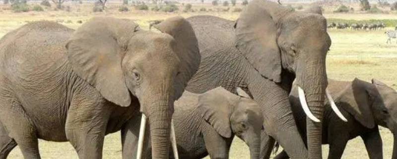 大象的耳朵耷拉着有什么作用（大象耳朵耷拉着是为了什么）