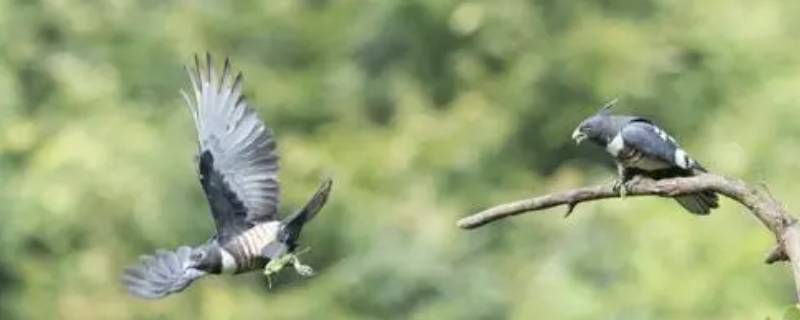 水雉的特点 水雉鸟的简介
