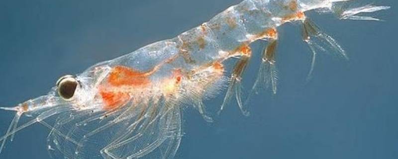 磷虾的特点 什么是磷虾?