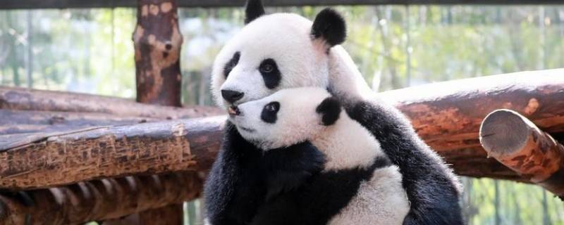 熊猫主要生活在哪里 国宝大熊猫主要生活在哪里