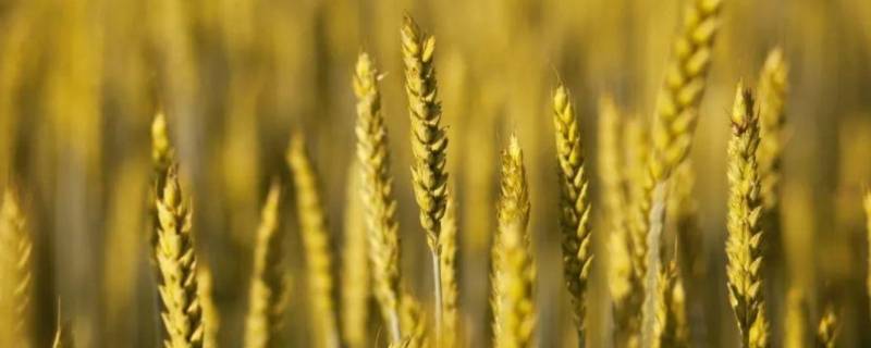 大麦的用途 大麦的用途是什么