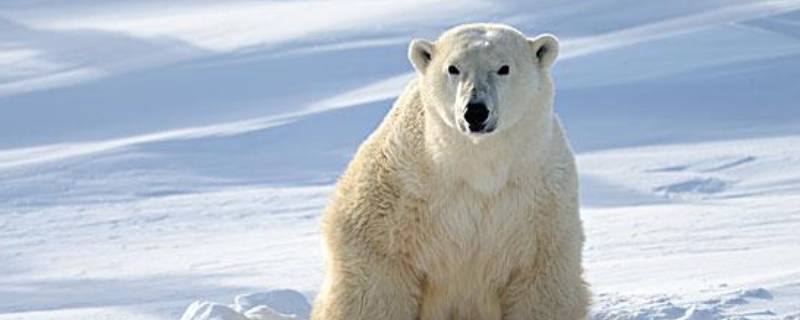 北极熊是什么颜色的 北极熊是什么颜色的皮肤