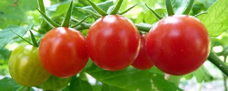 西红柿怎么保存时间长一点 西红柿怎么保存时间长一点夏天