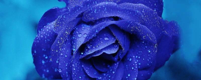淡蓝色玫瑰花叫什么（蓝色玫瑰花叫啥）