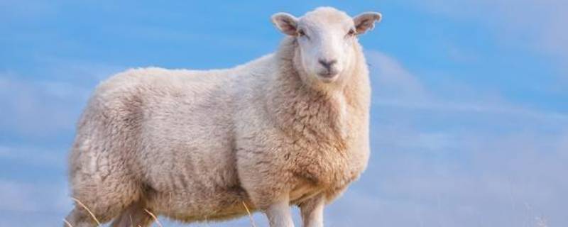 羊的特点（羊的特点和生活特征）