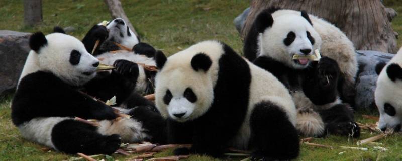 熊猫的活动有哪些 熊猫的活动有哪些,是怎样活动