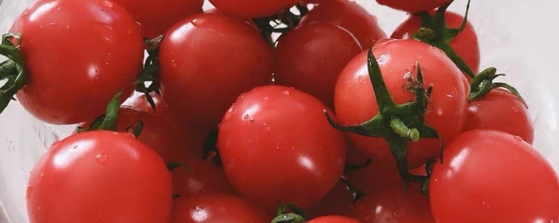 小番茄能放多久 小番茄放了很久还能吃吗