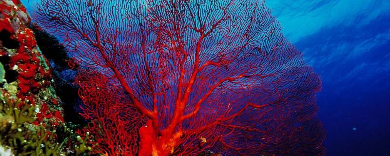 红珊瑚的特点（红珊瑚的区别）