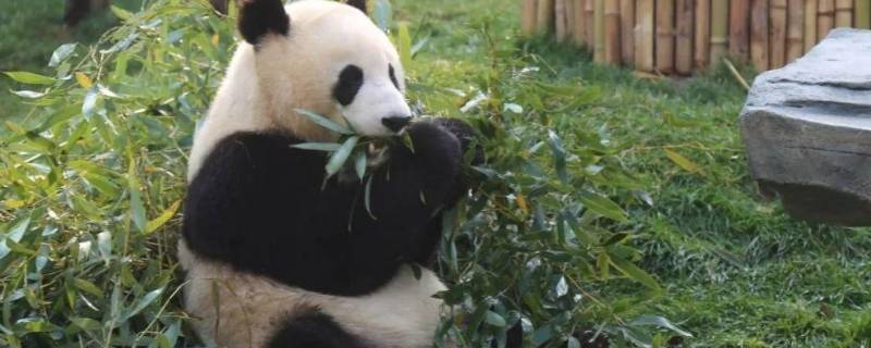 熊猫怎样吃竹子 什么样的大熊猫怎样吃竹子