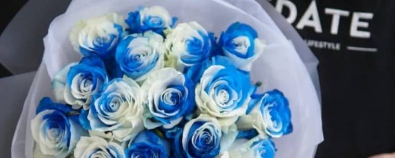 淡蓝白相间的玫瑰叫什么 淡蓝色玫瑰叫什么名字