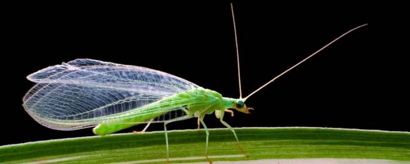 绿色的小飞虫是什么东西怎么办（绿色的小飞虫是啥）