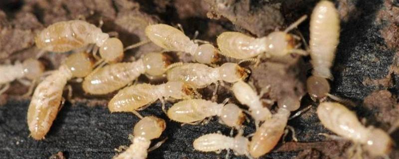 白蚁的寿命有多长 白蚁能活到几年