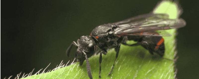 为什么会有飞蚁 为什么会有飞蚁飞进来