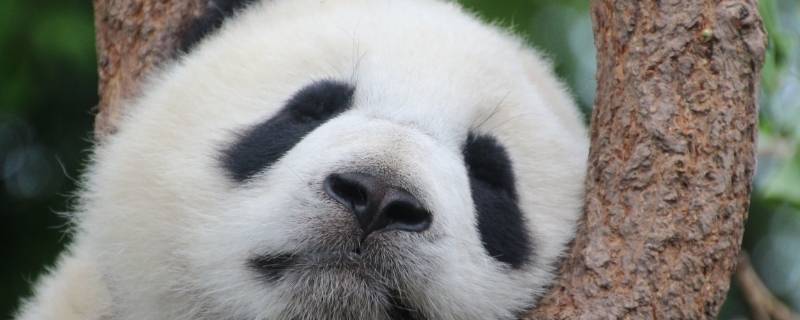 大熊猫怎样睡觉（大熊猫怎样睡觉?）