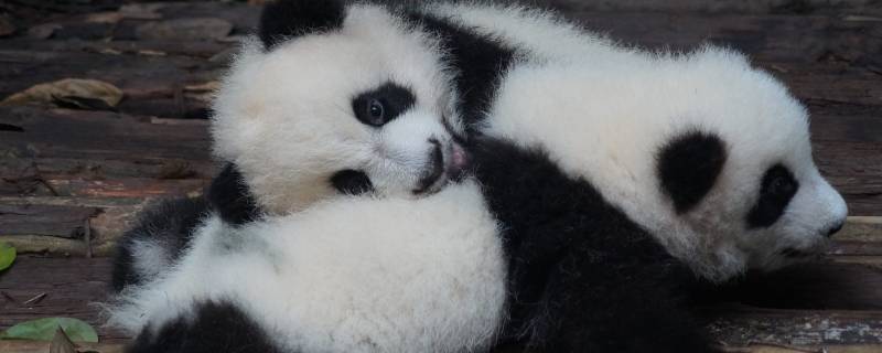大熊猫怎样繁殖（大熊猫怎样繁殖后代和抚养幼崽）