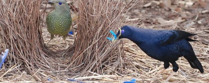 园丁鸟的特点 园丁鸟为什么叫园丁鸟