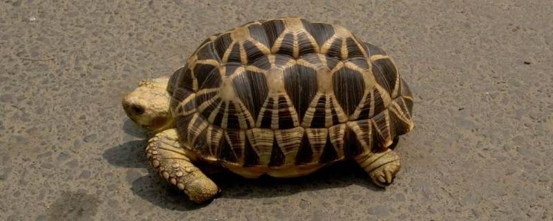 印度星龟的特点（印度星龟百科）