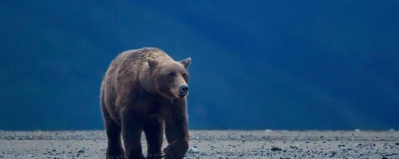 灰熊的特点 灰熊的特点和可爱之处