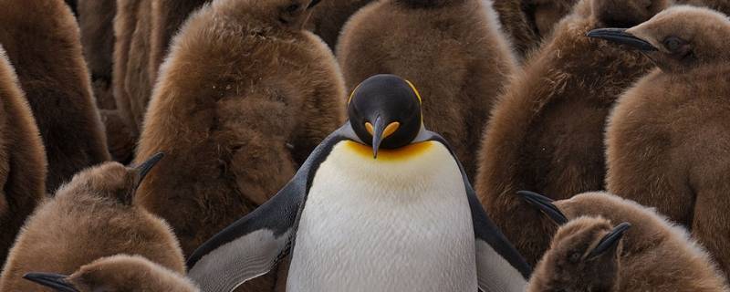 王企鹅的特点 王企鹅的特点是什么