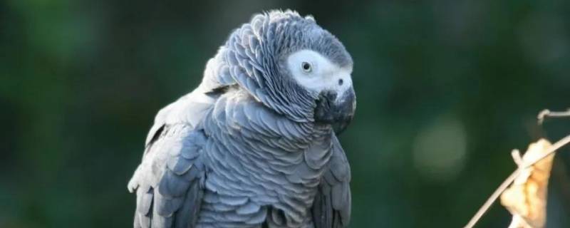 非洲灰鹦鹉的特点 非洲灰鹦鹉鹦鹉