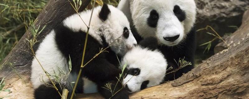上海动物园有大熊猫吗 上海动物园可以看到大熊猫吗