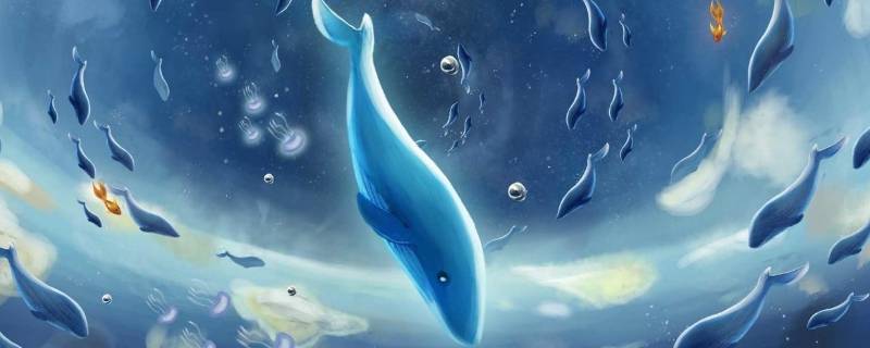 蓝鲸有多长（一只成年蓝鲸有多长）