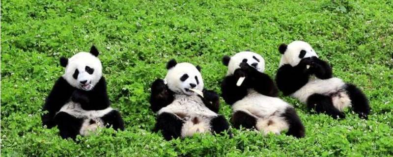 保护熊猫的方法和措施 保护熊猫的方法和措施用英文写