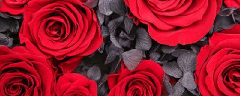 玫瑰花数量的寓意和花语 玫瑰花的花语和象征