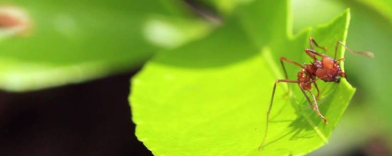 切叶蚁的特点 切叶蚁的特点和生活特征
