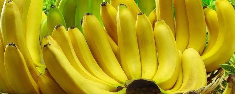 香蕉有几种（香蕉有几种颜色）