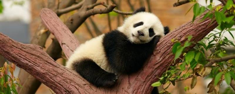 大熊猫怎么睡觉（大熊猫咋睡觉）