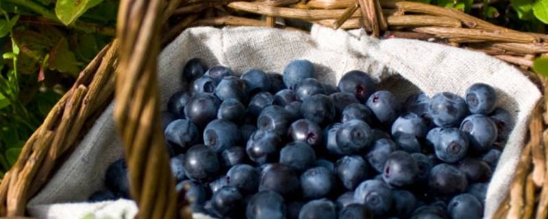 蓝莓怎么存放保鲜多久（蓝莓可以放多久?蓝莓怎么保存时间长）