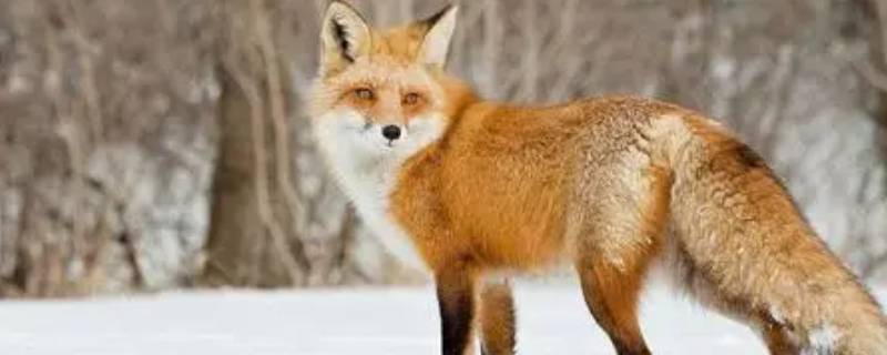 狐狸的特点 狐狸和乌鸦的故事狐狸的特点