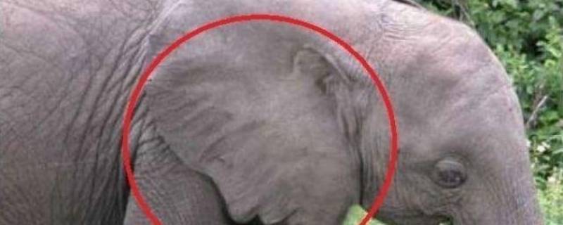 大象耳朵耷拉的作用是什么（大象的耳朵为什么是耷拉）