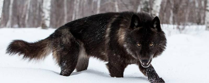 北美灰狼有多大 北美灰狼最大多大