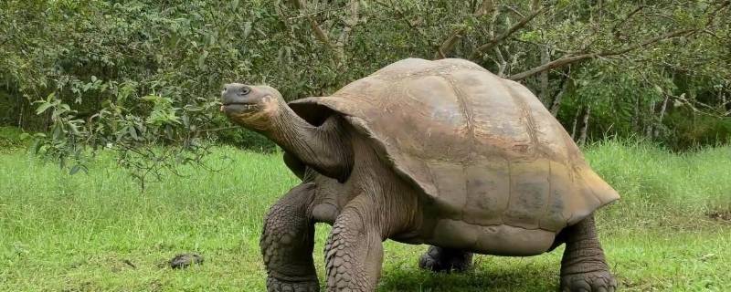 加拉帕戈斯象龟的特点（加拉帕戈斯象龟和棱皮龟）