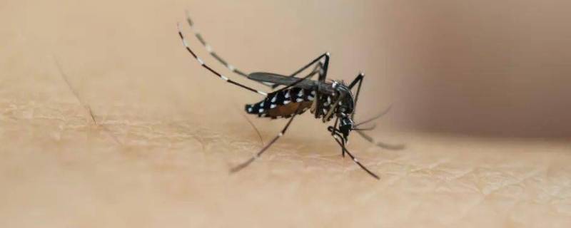 什么东西可以驱蚊 什么东西可以驱蚊防蚊