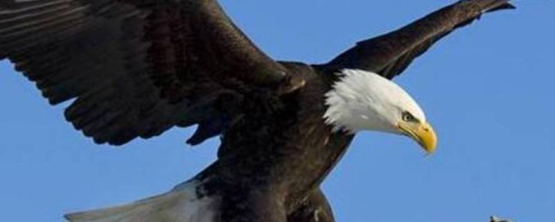 白头鹫的特点 白头鹰是秃鹫吗