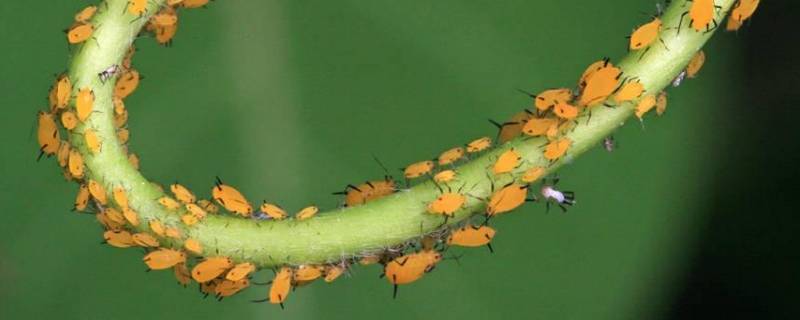 蚜虫的特点 蚜虫的特点和本领