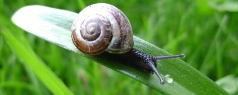 普通蜗牛吃什么 普通蜗牛吃什么 如何喂养